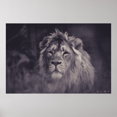 GRAYSCALE PHOTOGRAPHY OF LION POSTER