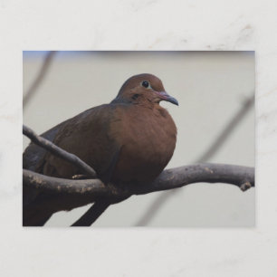 Grayson's Dove Postcard