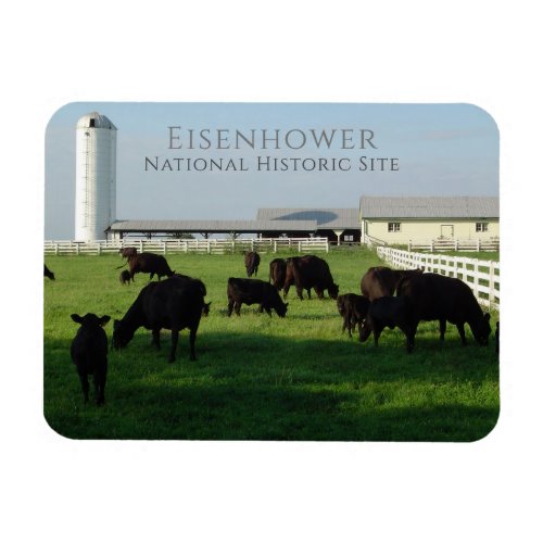 Grazing Angus Cattle Eisenhower Farm Gettysburg Magnet