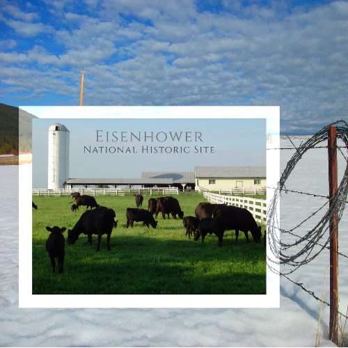 Grazing Angus Cattle Eisenhower Farm Gettysburg Postcard