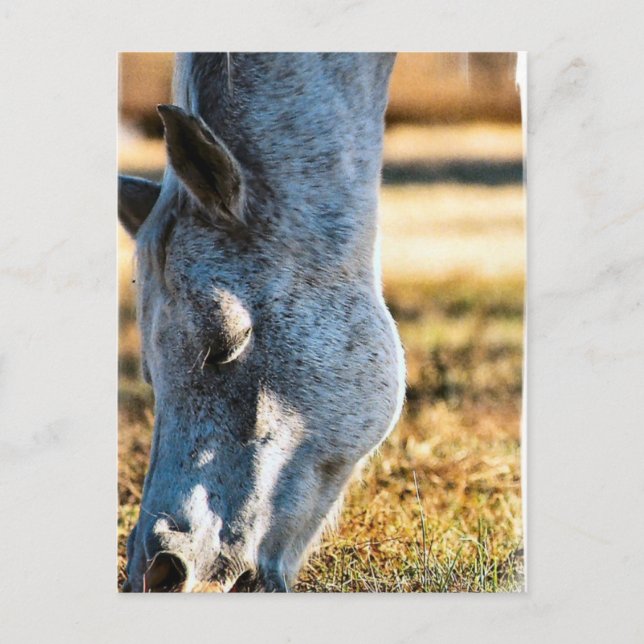 Grazing Appaloosa Horse Postcard (Front)