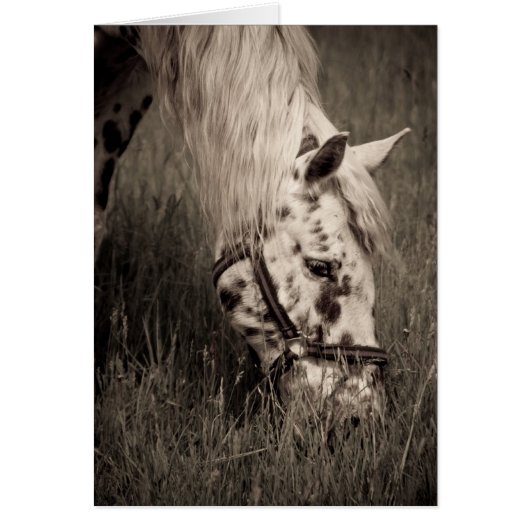 Grazing Beauty (Front)