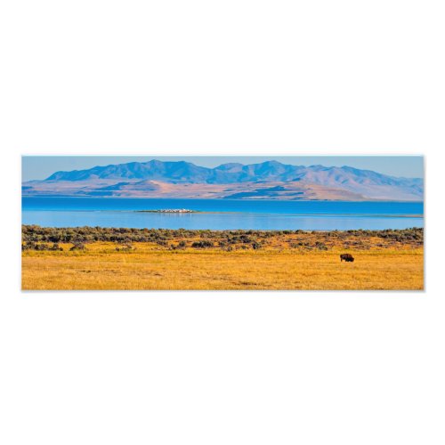 Grazing Buffalo Great Salt Lake Utah Photo Print