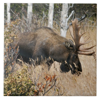 Grazing Bull Moose Ceramic Tile