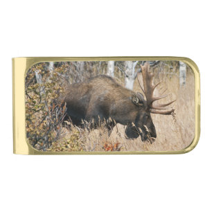 Grazing Bull Moose Gold Finish Money Clip