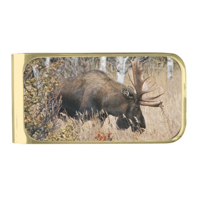 Grazing Bull Moose Gold Finish Money Clip (Front)