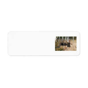 Grazing Bull Moose Label