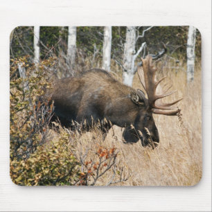 Grazing Bull Moose Mouse Pad