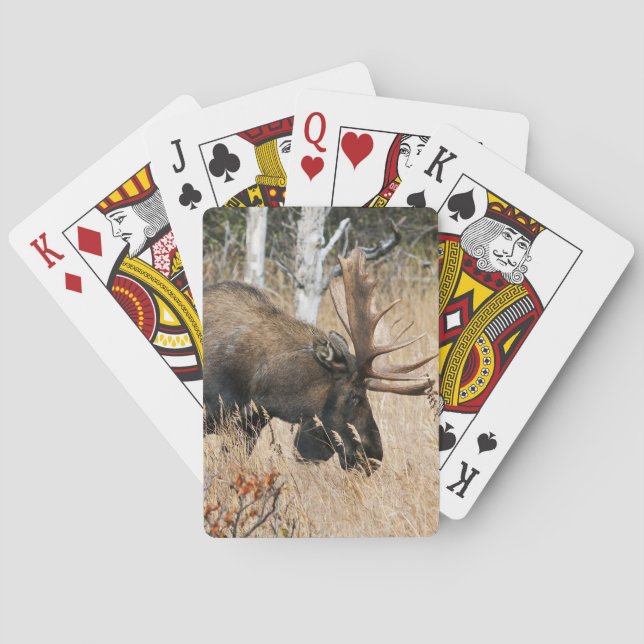 Grazing Bull Moose Poker Cards (Back)