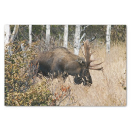 Grazing Bull Moose Tissue Paper