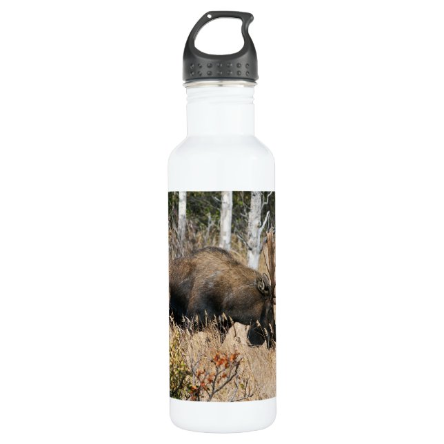 Grazing Bull Moose Water Bottle (Front)