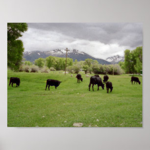 Grazing Cattle v2 Poster