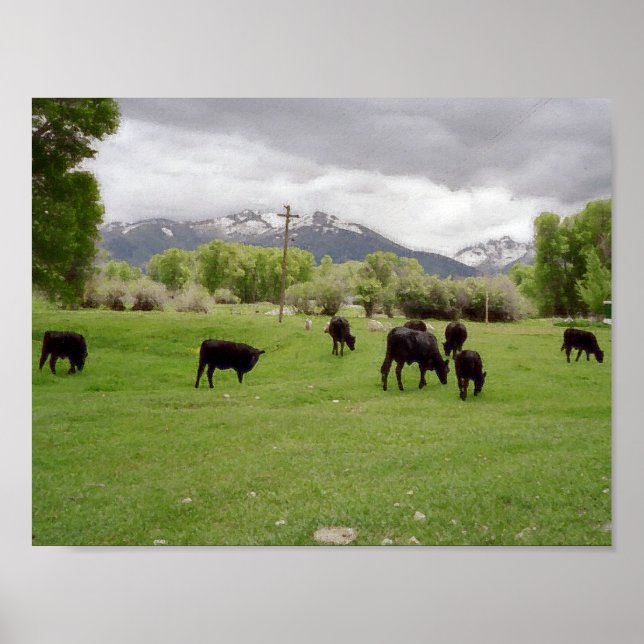 Grazing Cattle v2 Poster (Front)