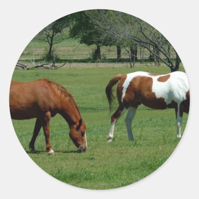 Grazing Chestnut and Pinto Classic Round Sticker (Front)