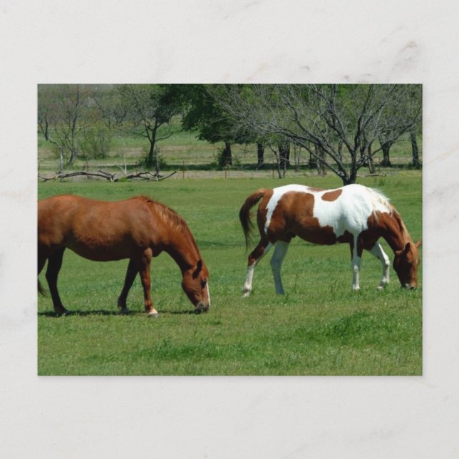 Grazing Chestnut and Pinto Postcard (Front)