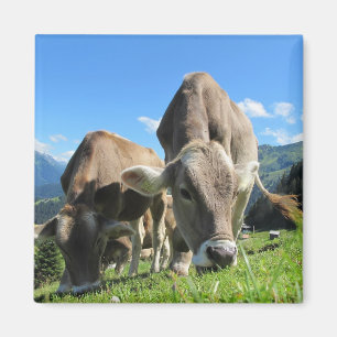 Grazing Cow Magnet