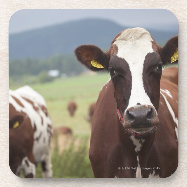 Grazing cows beverage coaster (Front)