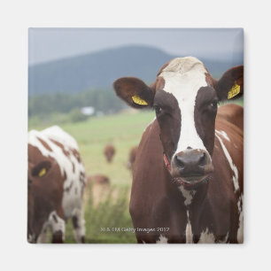 Grazing cows magnet