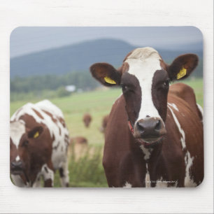 Grazing cows mouse pad