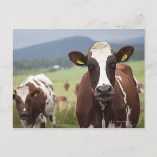Grazing cows postcard