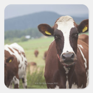 Grazing cows square sticker