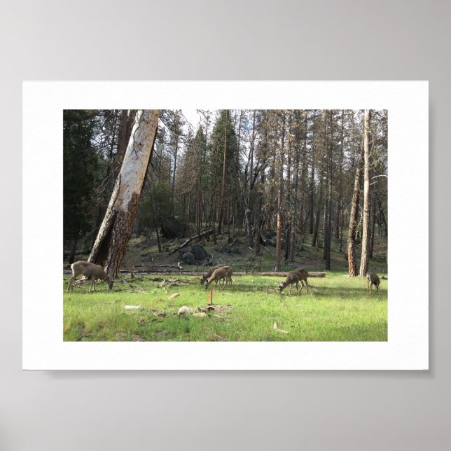 Grazing Deer Yosemite Color Photography Poster (Front)
