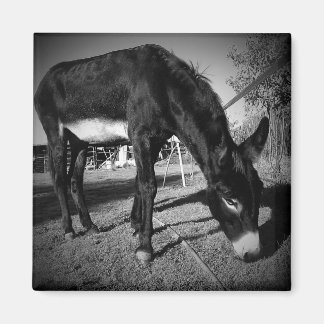 Grazing donkey magnet