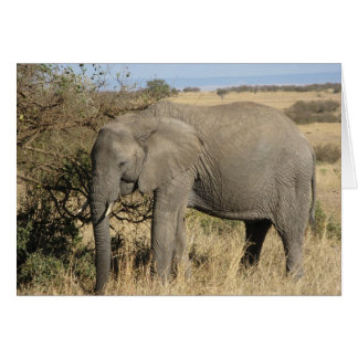 Grazing Elephant Cards
