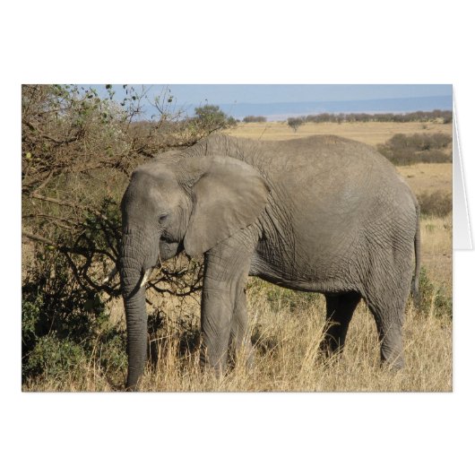 Grazing Elephant Cards (Front Horizontal)