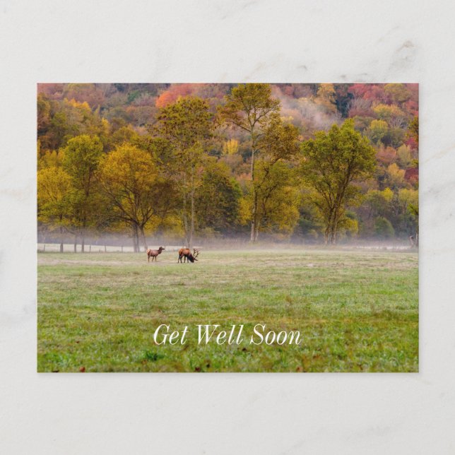 Grazing Elk Couple Get Well Soon Postcard (Front)