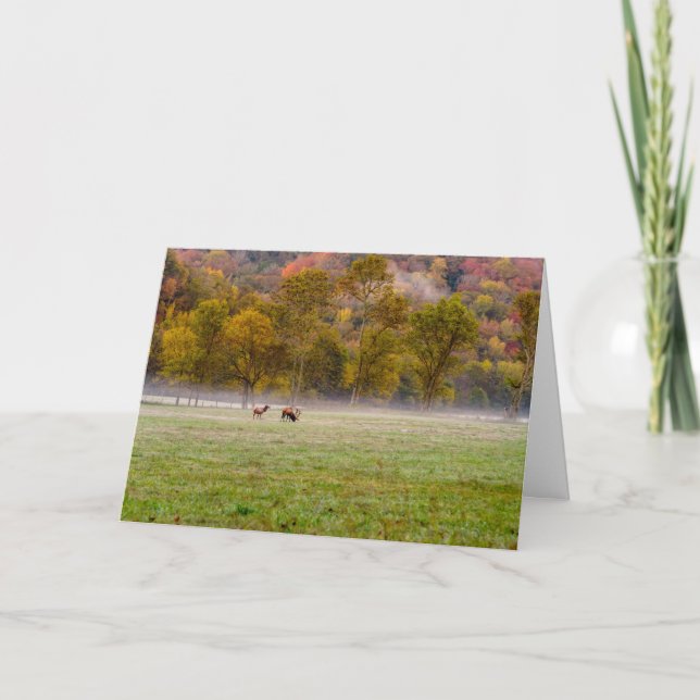 Grazing Elk Couple Greeting Card (Front)