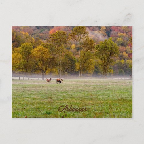 Grazing Elk Couple Postcard