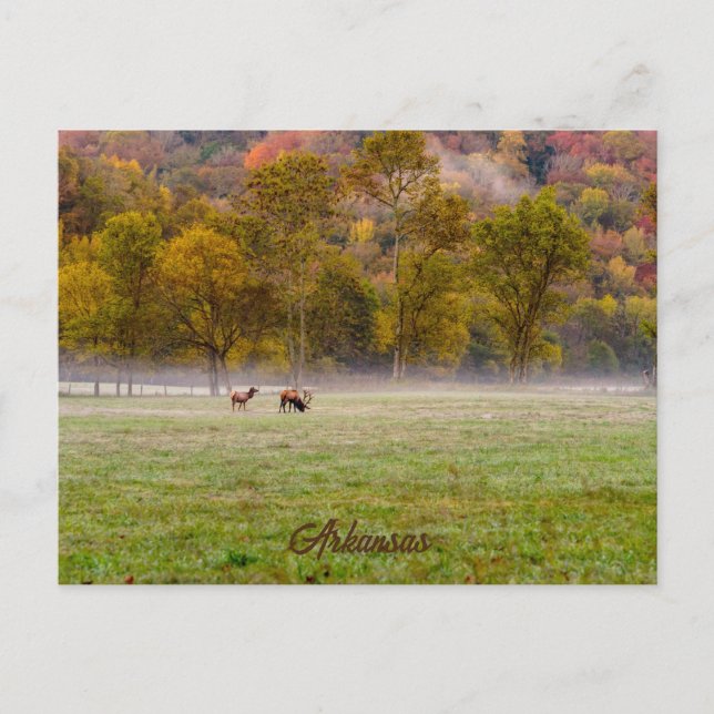 Grazing Elk Couple Postcard (Front)