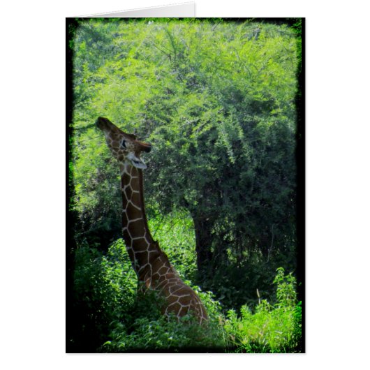 Grazing Giraffe Cards (Front)