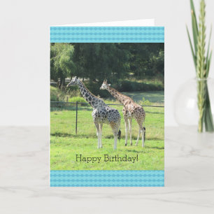 Grazing Giraffes Birthday Greetings Card