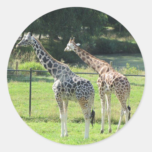 Grazing Giraffes Classic Round Sticker (Front)