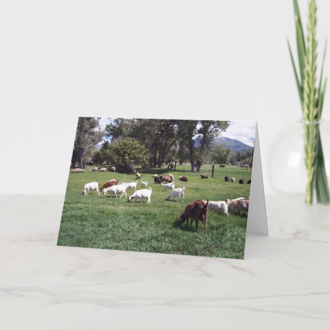 Grazing Goats Thank You Card (Front)