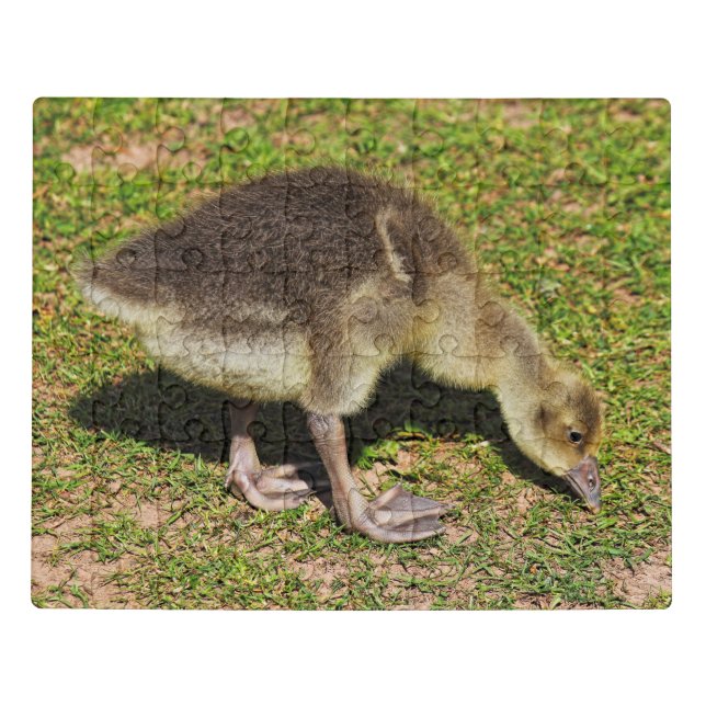Grazing Gosling. Roath Park Lake, Cardiff, Wales. Jigsaw Puzzle (Puzzle Horizontal)
