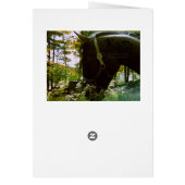 Grazing Horse Cards (Back)