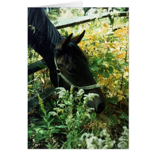 Grazing Horse Cards (Front)