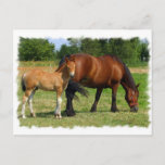 Grazing Horse Family Postcard