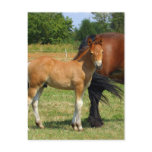 Grazing Horse Family Postcard