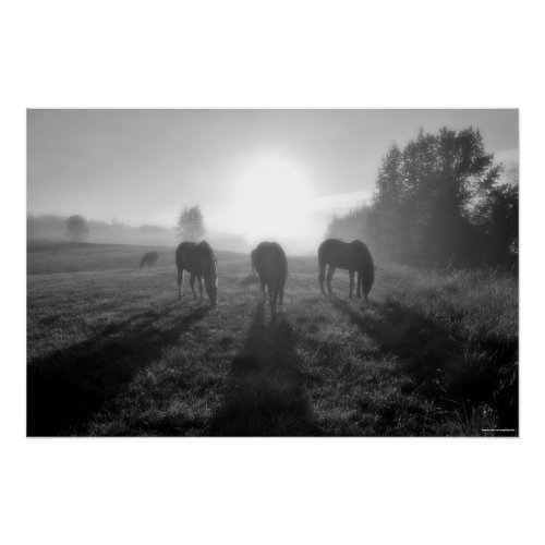 Grazing Horse Herd at Sunrise Equine BW Photo Poster