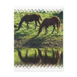 Grazing Horse Pair Postcard