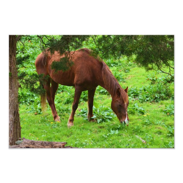 Grazing Horse Photo Print (Front)