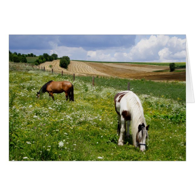 Grazing Horses On The Field (Front Horizontal)