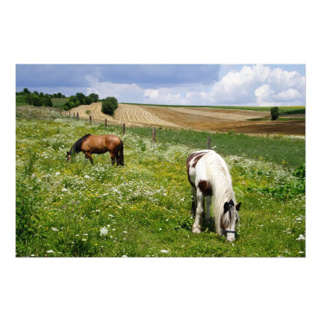 Grazing horses photo print (Front)
