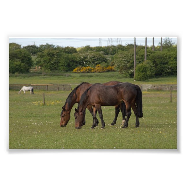 Grazing Horses Photo Print (Front)