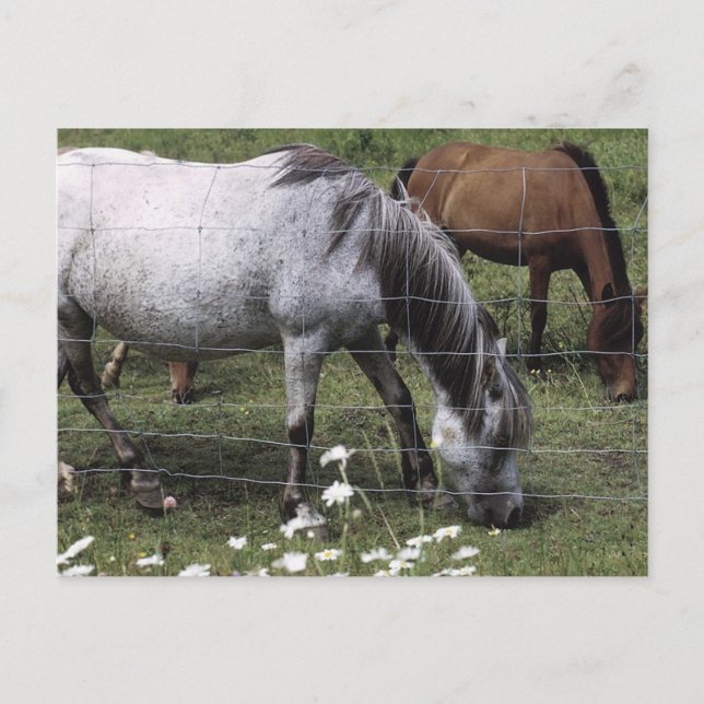 Grazing Horses Postcard (Front)