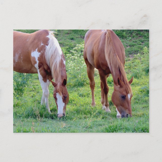 Grazing Horses Postcard (Front)